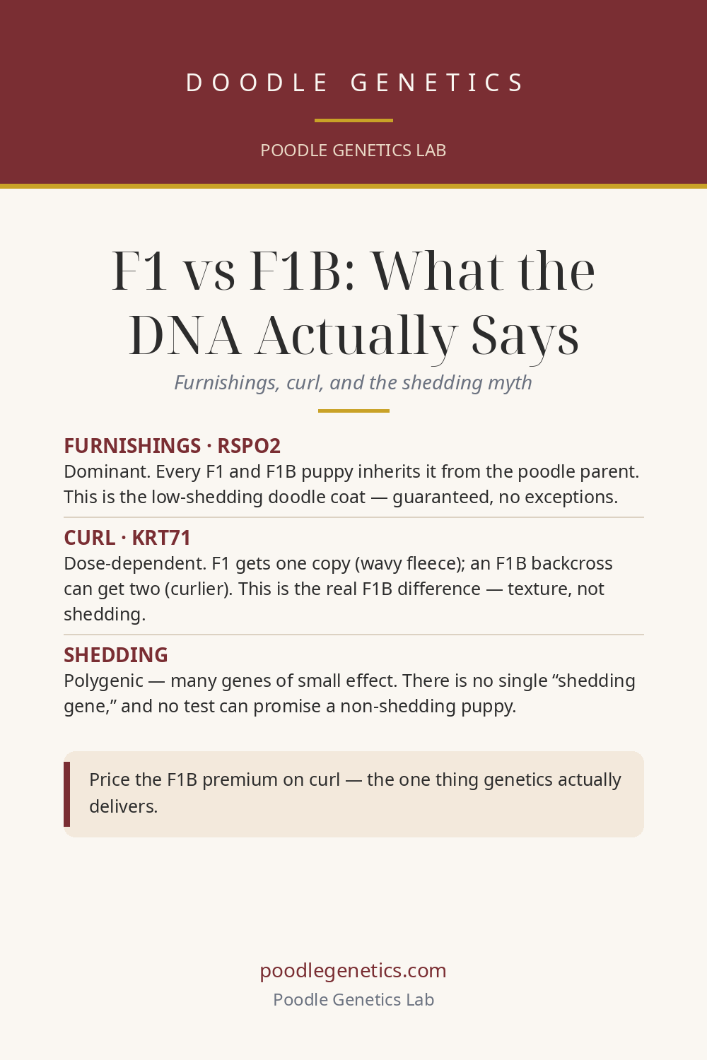 Visual summary card for "F1 vs F1B Coat Genetics: Furnishings, Curl, and What DNA Actually Predicts"