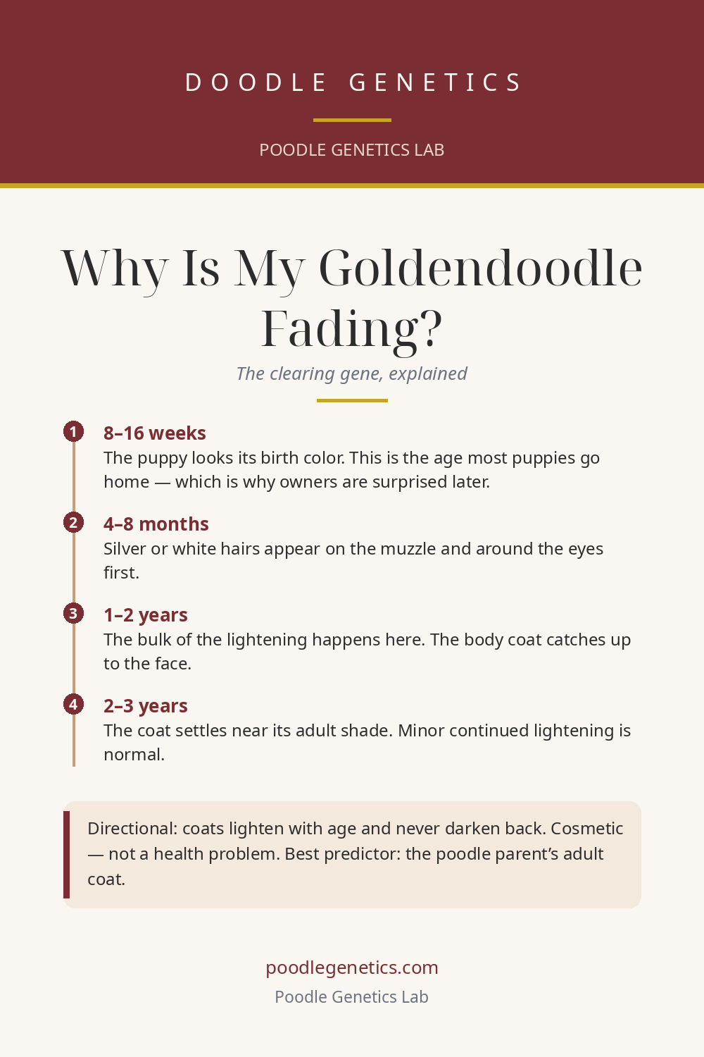 Visual summary card for "Why Is My Goldendoodle Fading? The Clearing Gene, Explained"
