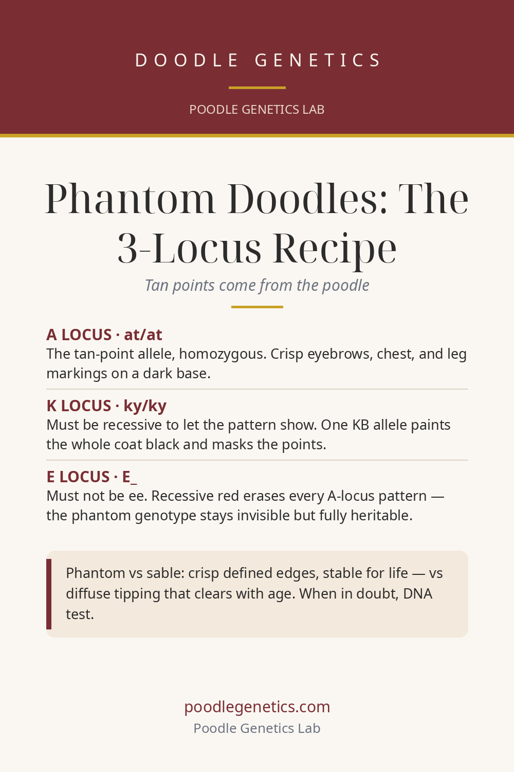 Visual summary card for "Phantom Doodles: Why the Tan Points Come From the Poodle"
