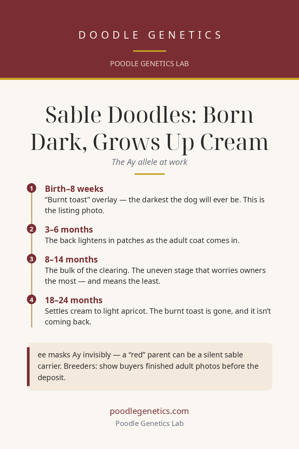 Visual summary card for "Sable Doodles: The 'Burnt Toast' Puppy That Grows Up Cream"
